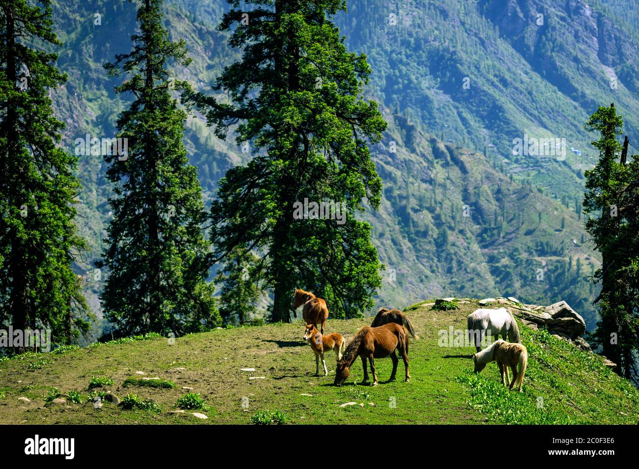 Belle vue sur les montagnes de l'Himalaya, Kasol, vallée de Parvati, Himachal Pradesh, nord de l'Inde. Banque D'Images