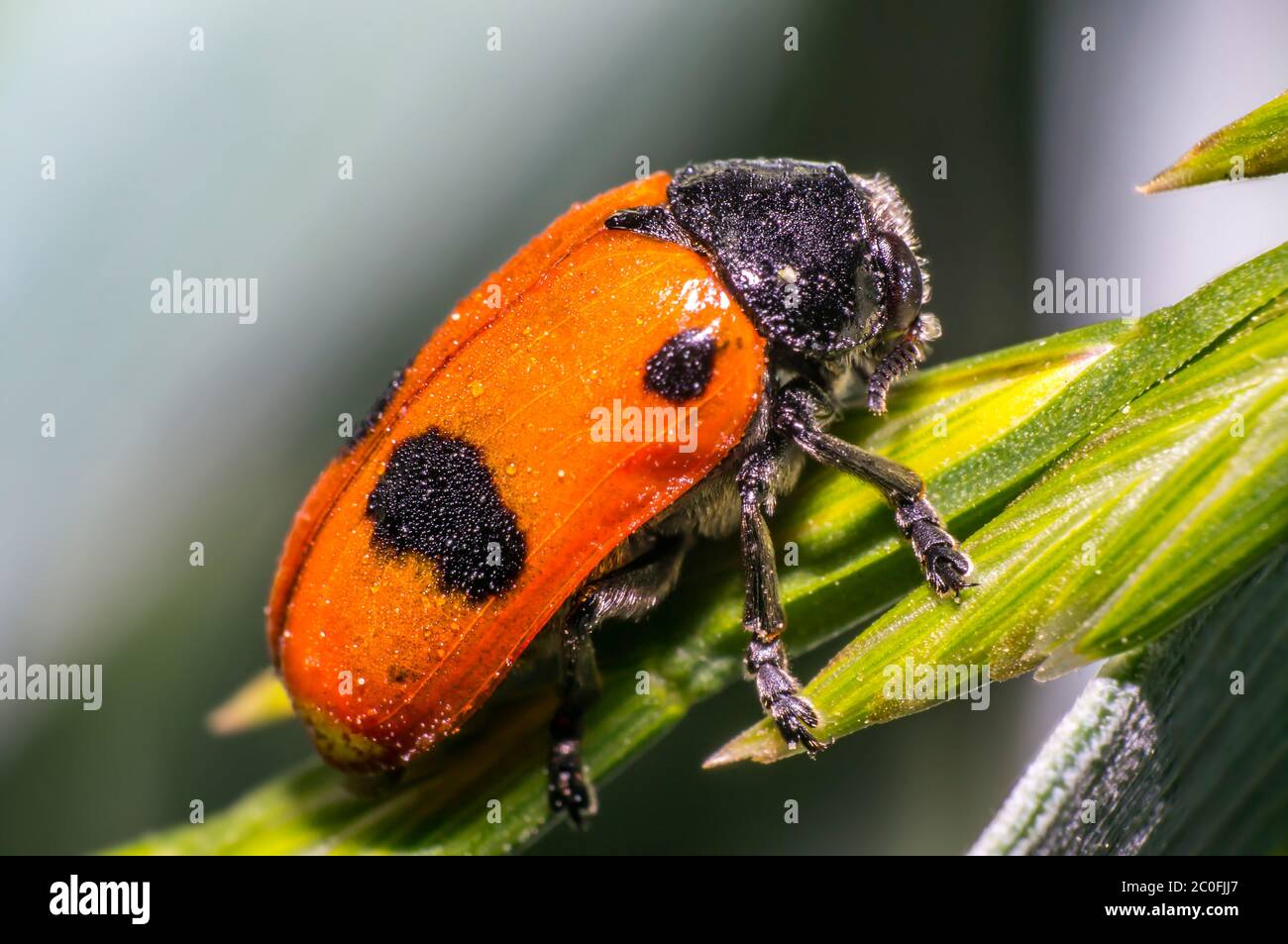 les fourmis ont un coléoptère sur une lame d'herbe dans le pré Banque D'Images