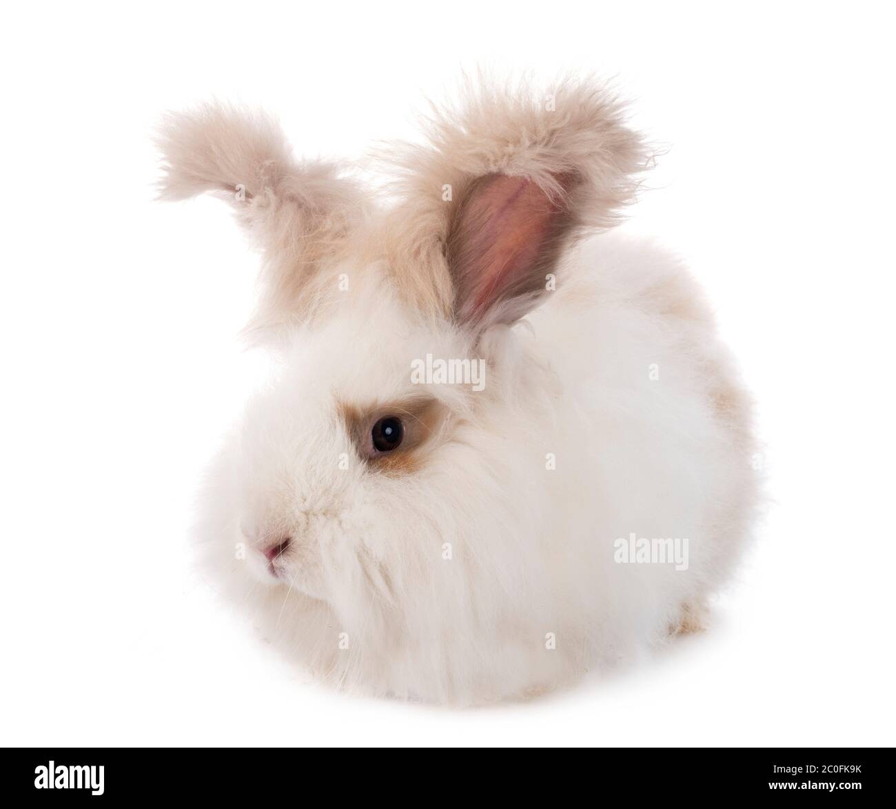 Anglais Angora en face de fond blanc Banque D'Images