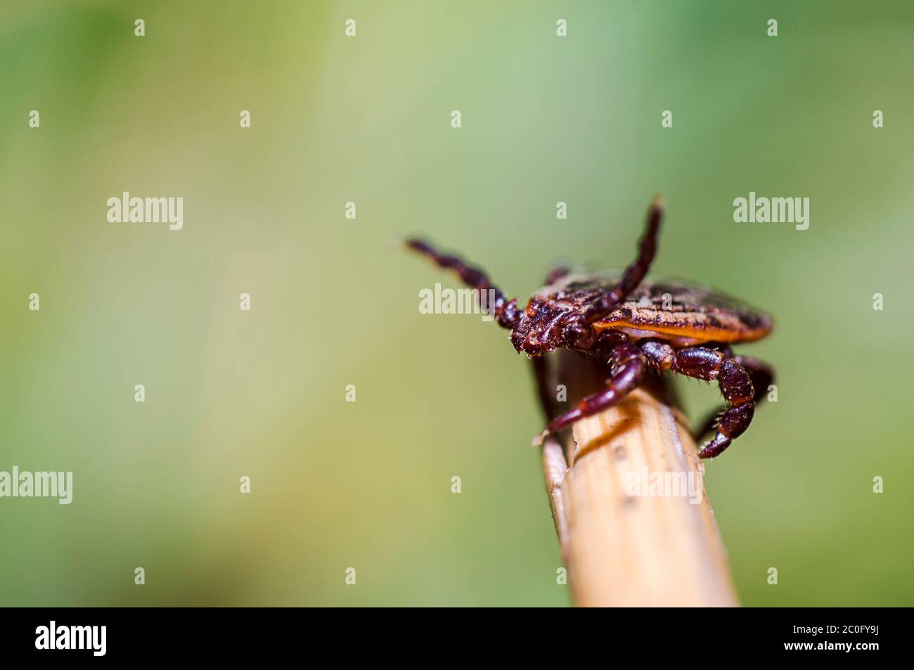 Sang sucer des tiques dans l'herbe haute sur la saison pré Banque D'Images