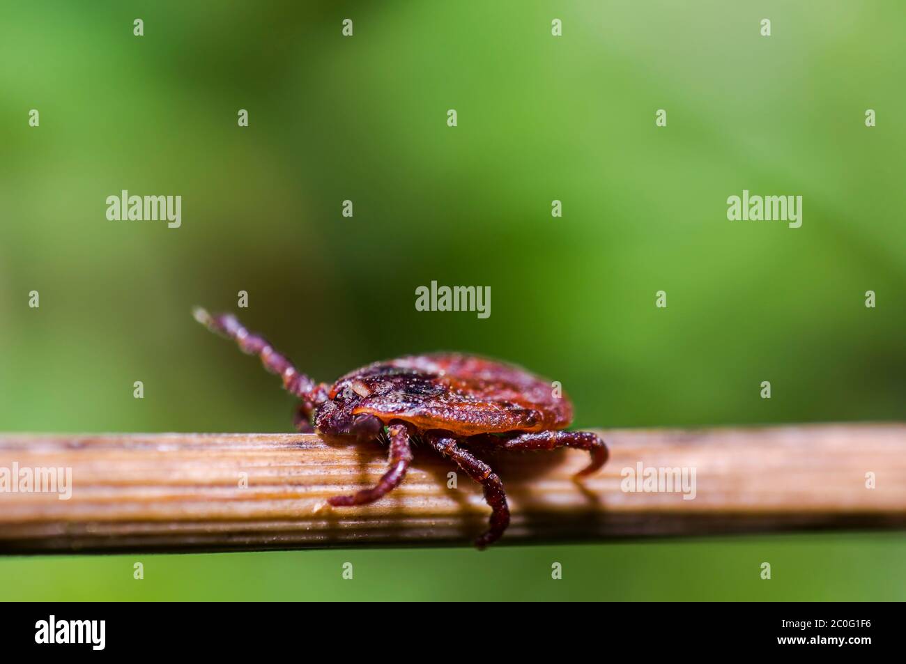 Sang sucer des tiques dans l'herbe haute sur la saison pré Banque D'Images