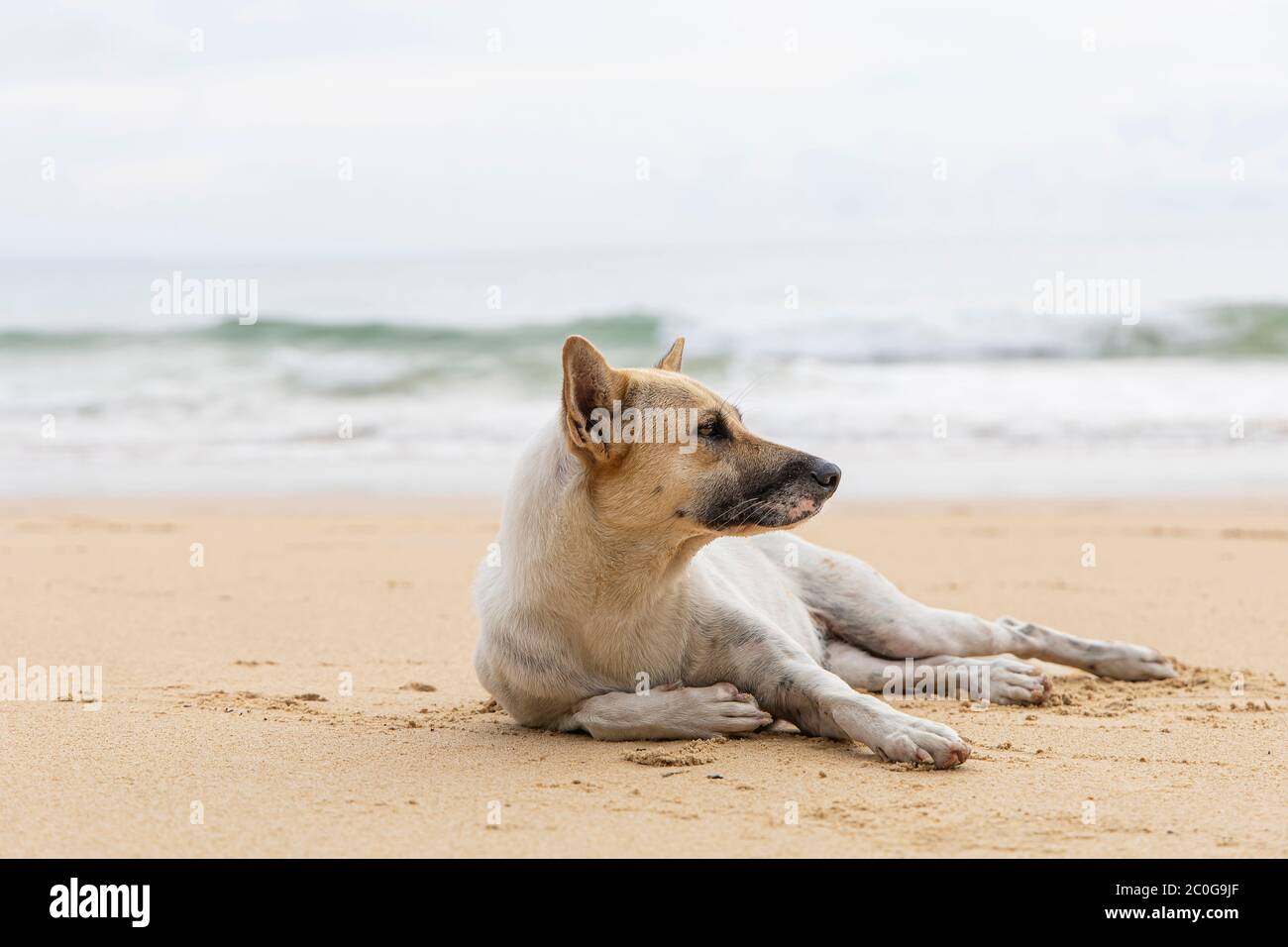 Chien sans abri sur la plage de sable brun. Chien sans abri se détendre sur la plage tropicale de sable brun. Banque D'Images