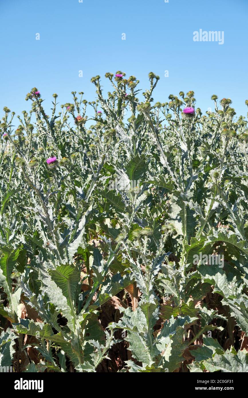 mur de thistles épineux Banque D'Images