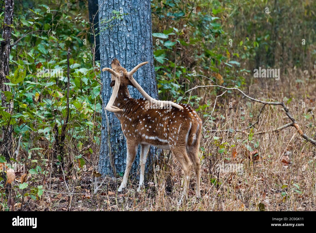 Axe (tacheté) cerf buck (axe de l'axe) dans le parc national de Bandhavgarh Inde Banque D'Images