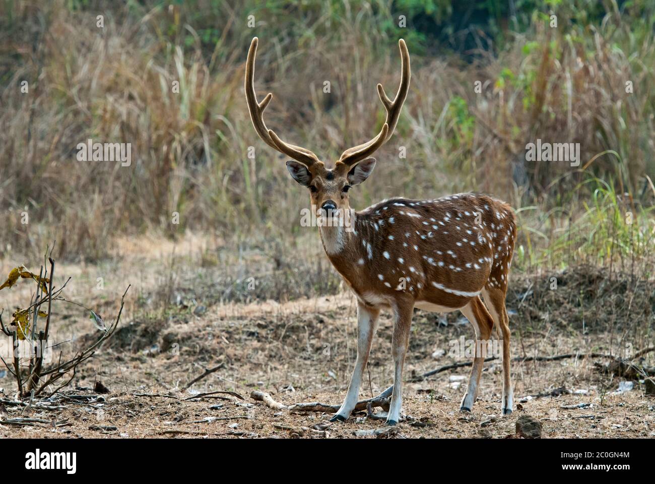 Axe (tacheté) cerf buck (axe de l'axe) dans le parc national de Bandhavgarh Inde Banque D'Images