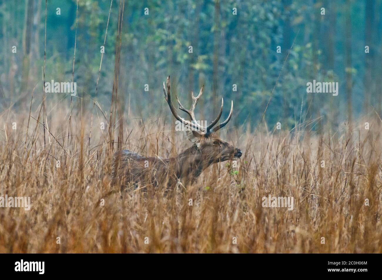 Buck Barasingha (Recurvus duvaucelii) dans le parc national de Kanha en Inde Banque D'Images