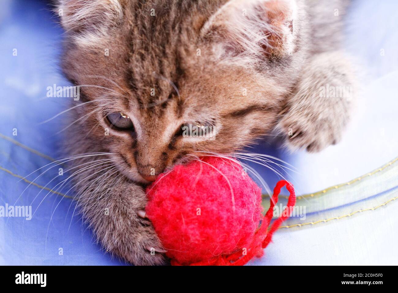 Photo d'un chat mignon qui joue un skein rouge Banque D'Images