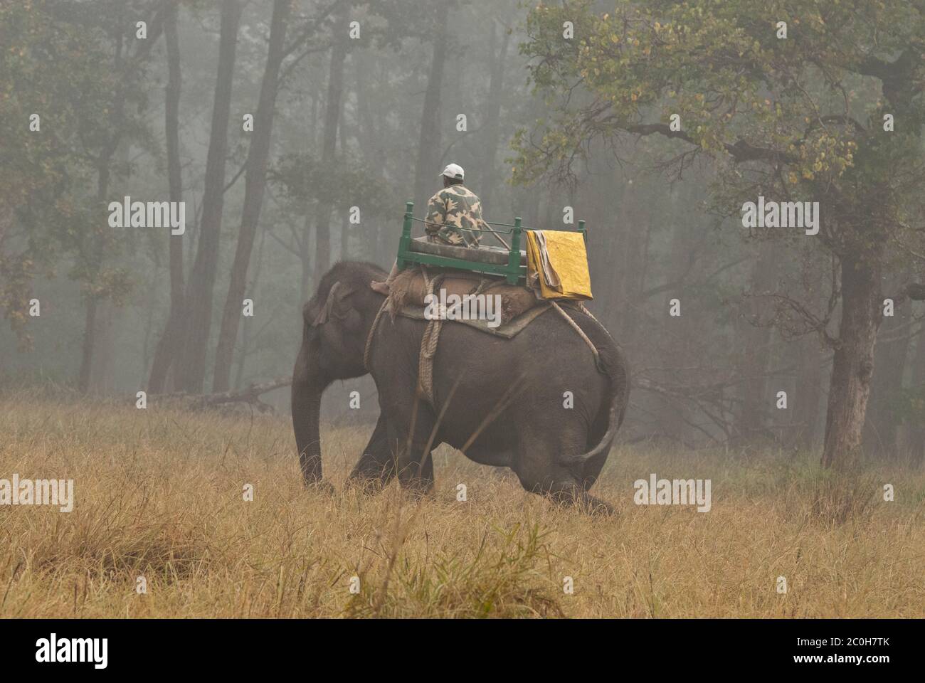 Garde-forestier patrouilant sur l'éléphant dans le parc national de Bandhavgarh, Inde Banque D'Images