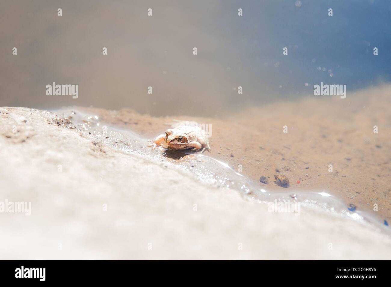 La petite grenouille est sur la peau. Grenouille dans la nature Banque D'Images