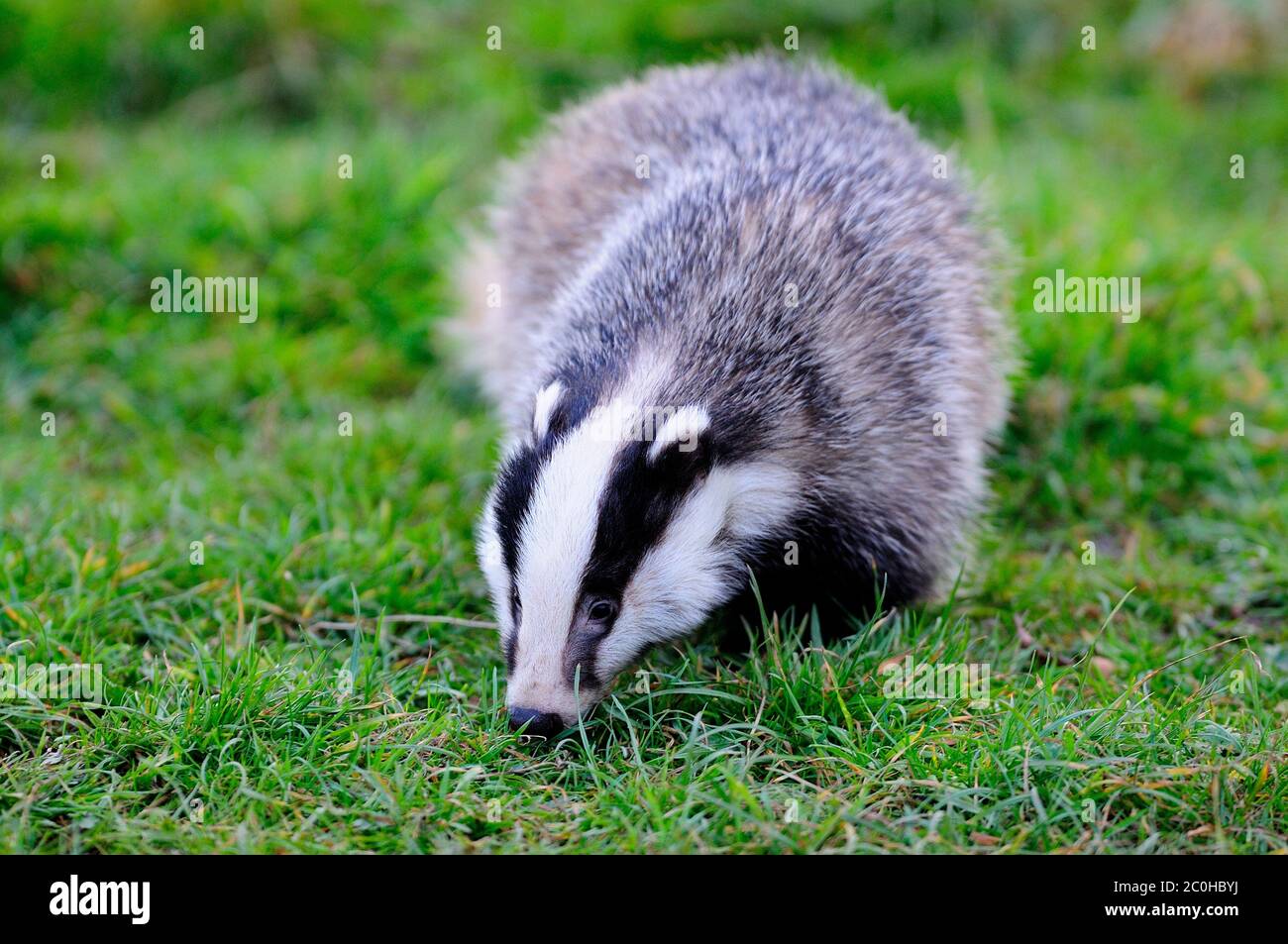 badger se quête au crépuscule. Dorset, Royaume-Uni Banque D'Images