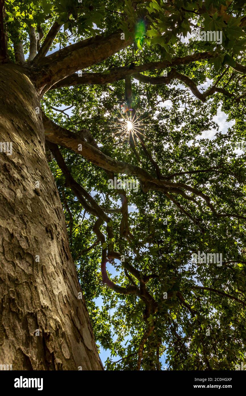 Paris, France - 11 juin 2020 : platane au jardin des plantes à Paris. Cet arbre a été désigné comme un arbre remarquable en raison de son âge (235 ans) Banque D'Images