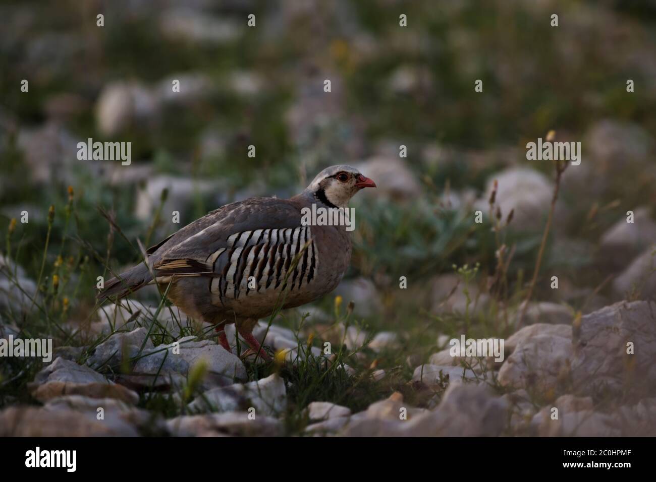 Rock Partridge - Alectoris graeca, magnifique oiseau coloré de Souther Européens buissons nad rocks, Pag Island, Croatie. Banque D'Images Rock Partridge - Alectoris graeca, magnifique oiseau coloré de Souther Européens buissons nad rocks, Pag Island, Croatie. Banque D'Images