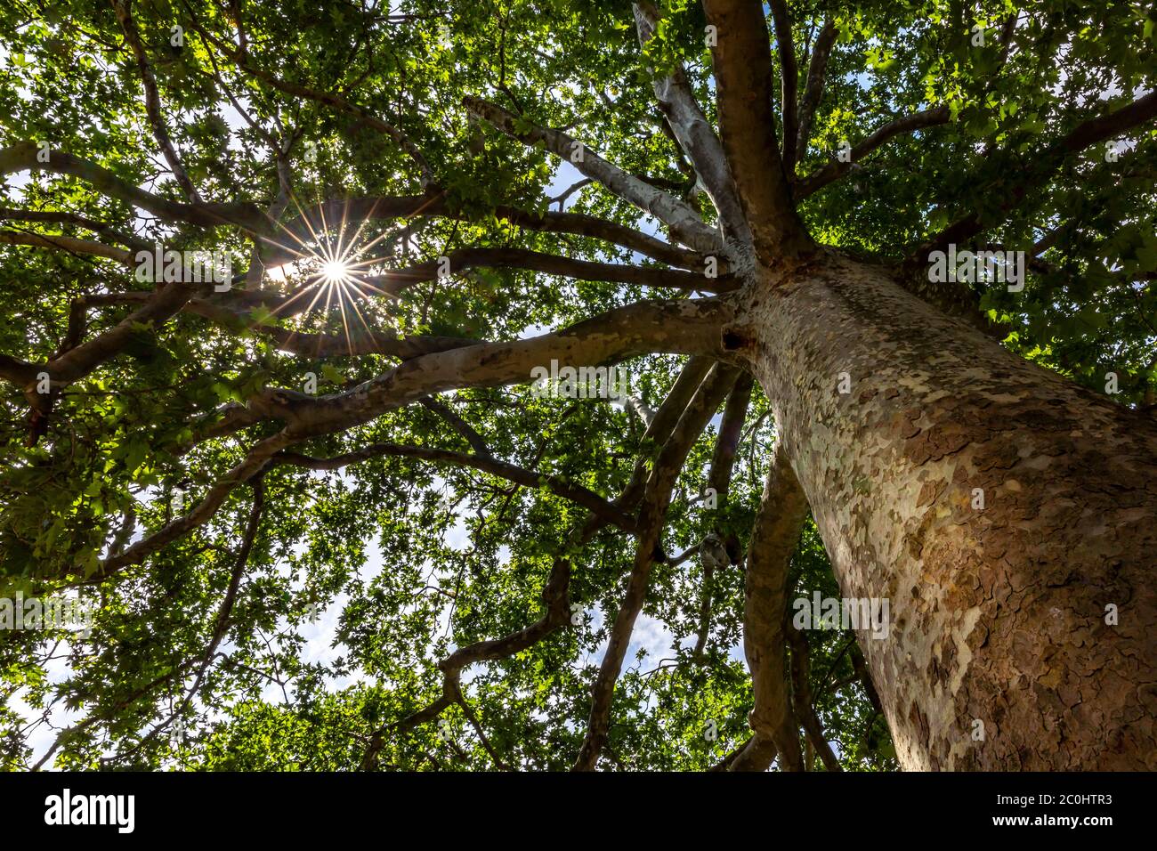 Platane dans le jardin des plantes à Paris. Cet arbre a été désigné comme un arbre remarquable en raison de son âge (235 ans) Banque D'Images