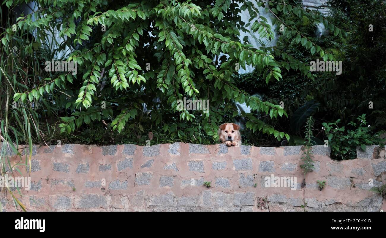 Chien blanc mâle couché sur le sol au-dessus du mur de pierre et regardant vers l'avant, sous la branche de l'arbre, feuille verte faire de l'air frais, adorable animal de compagnie s'occuper de la maison Banque D'Images