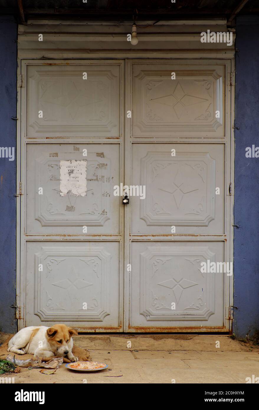 Pauvre chien enchaîné couché seul devant la maison fermée, regardant à l'assiette de plat de riz rassis, restes de nourriture si terrible à manger, mauvais comportement animal de compagnie Banque D'Images