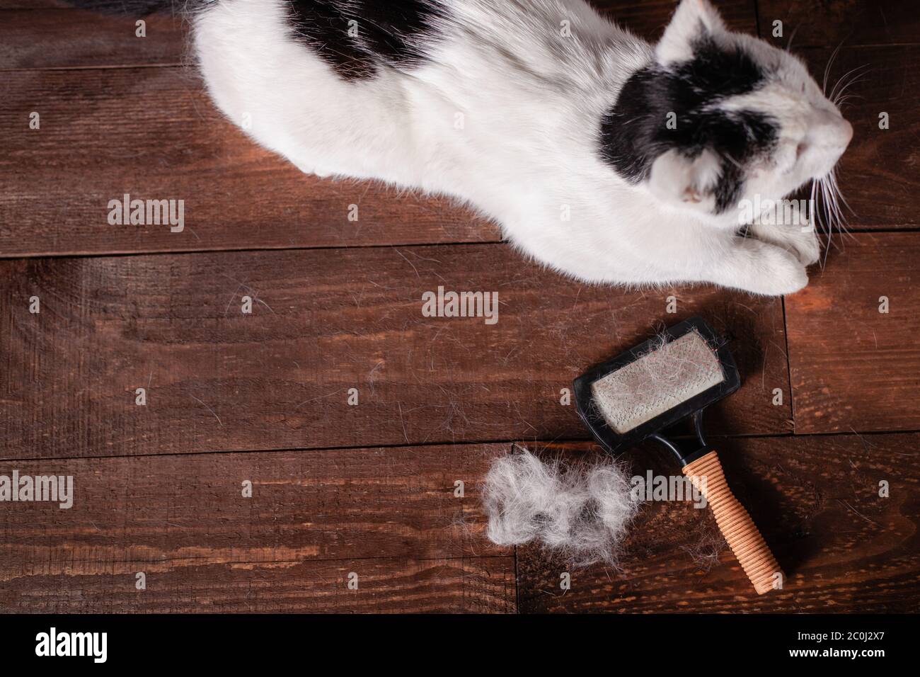 Un Chat Noir Et Blanc Repose Sur Une Table Brune Tous Recouverts De Laine Chute De Chat Brosse Pour Animaux Dechiquetage De Laine Changement De Printemps Des Cheveux Dans Un Chat Photo Un Chat Noir Et Blanc Repose Sur Une Table Brune Tous Recouverts De Laine Chute De Chat Brosse Pour Animaux Dechiquetage De Laine Changement De Printemps Des Cheveux Dans Un Chat Photo