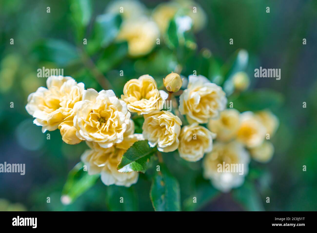 Beaucoup de petites roses jaunes près après la pluie. Roses jaunes buissons fleuris dans le jardin. Beau bouquet de petites roses sur fond flou. Soins Banque D'Images