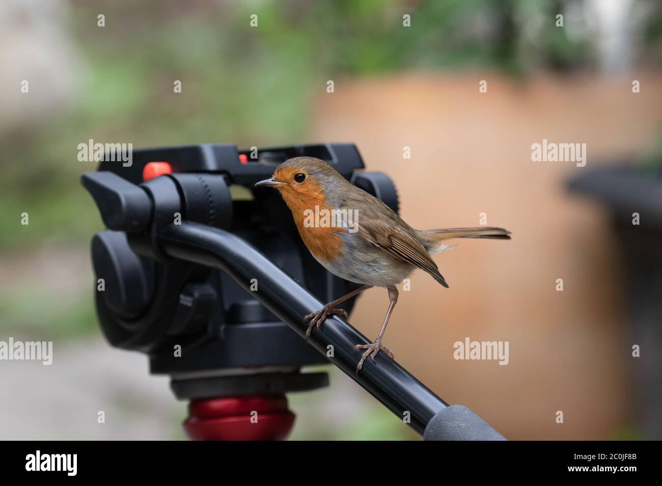 Robin. Erithacus rubecula. Adulte unique perché sur un trépied de photographe. Îles britanniques Banque D'Images