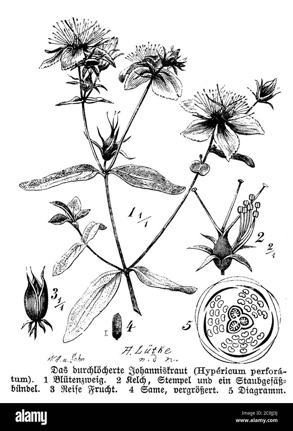 Millepertuis / Hypericum perforatum / Echtes Johanniskraut (livre botanique, 1888) Banque D'Images