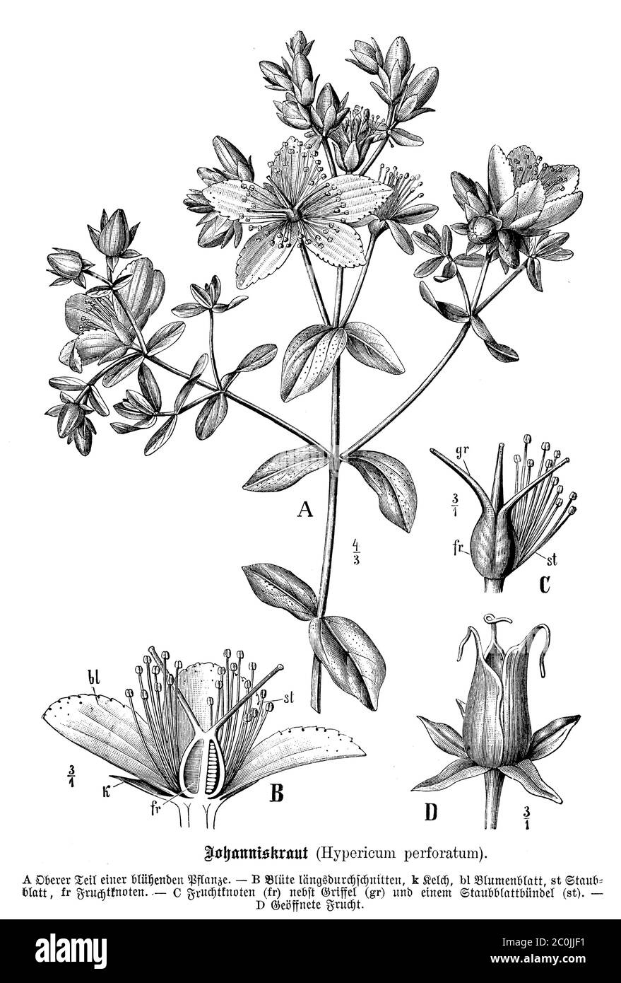 Millepertuis / Hypericum perforatum / Echtes Johanniskraut (, ) Banque D'Images