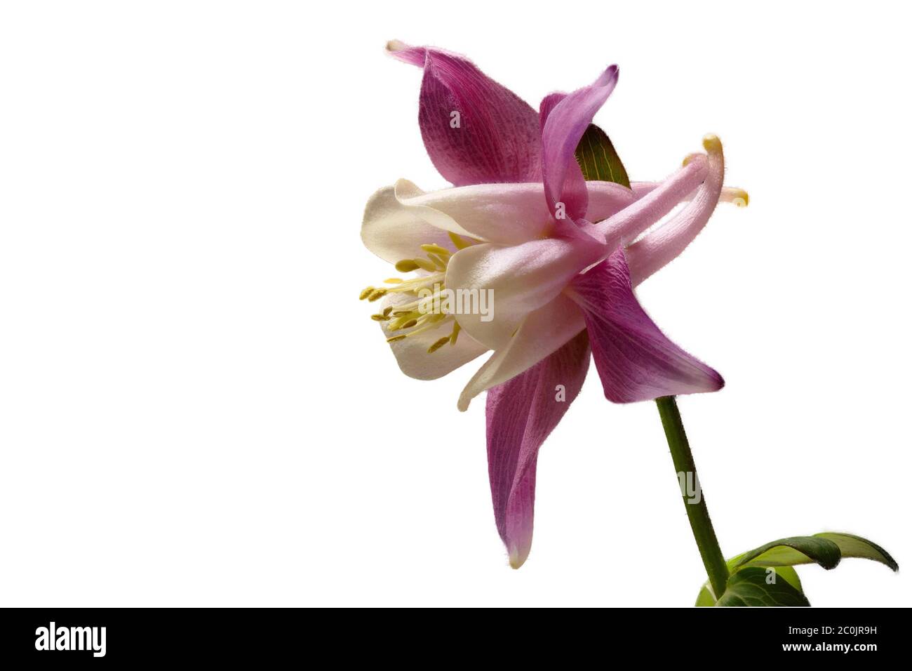 Rouge, blanc columbine, Aquilegia, sur fond blanc, isolé, comme fond, droit, grand Banque D'Images