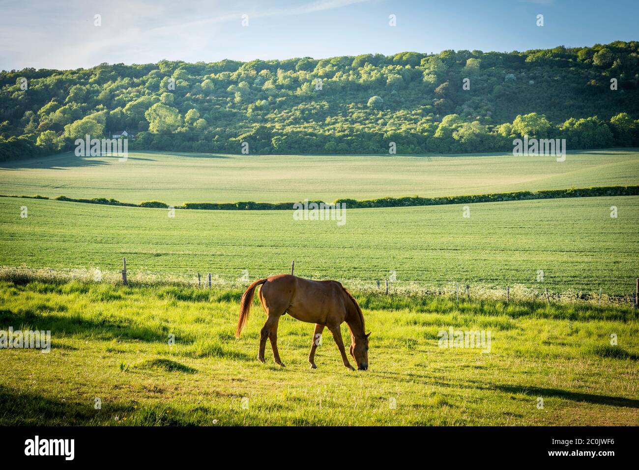 Un cheval qui broutage sur les North Downs près de Trottiscliffe, Kent, Royaume-Uni Banque D'Images