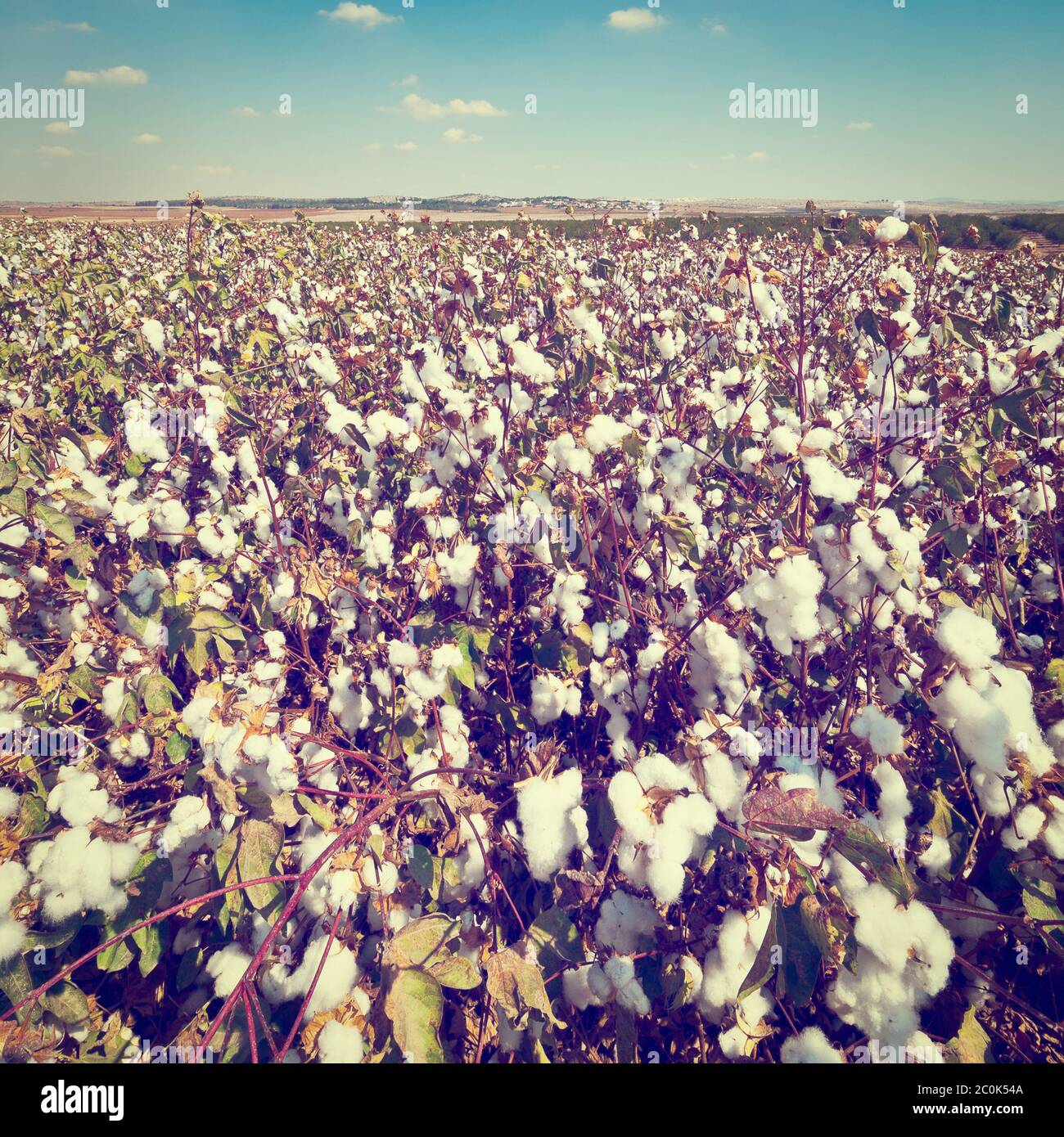 Agriculture Banque D'Images