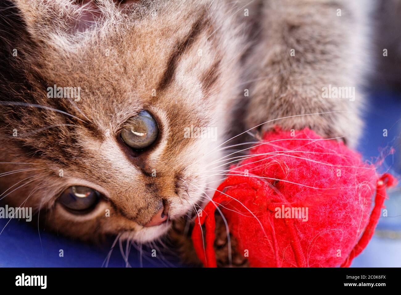Photo d'un chat mignon qui joue un skein rouge Banque D'Images