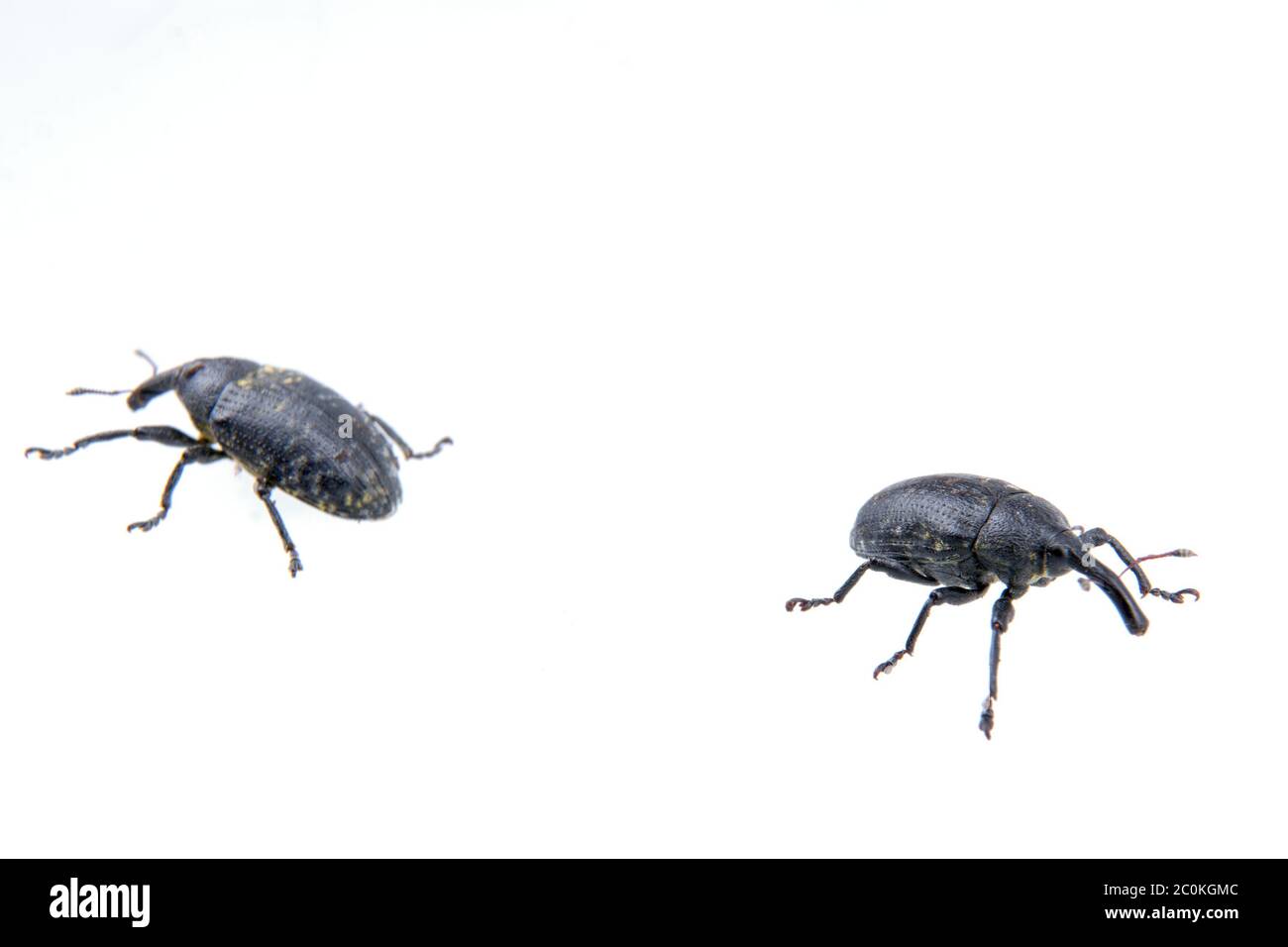 Deux insectes noirs sur fond blanc Banque D'Images