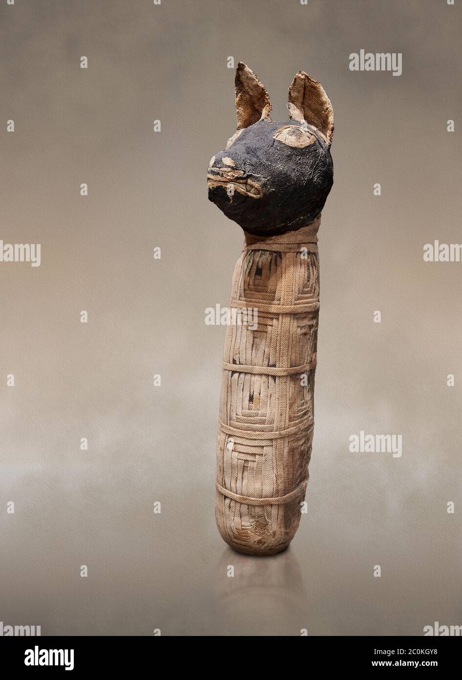 Momie égyptienne antique d'un canid, lin, période tardive, Ptolomaic perios (722-30BC). Musée égyptien, Turin. Fond gris UN Canid est membre de TH Banque D'Images