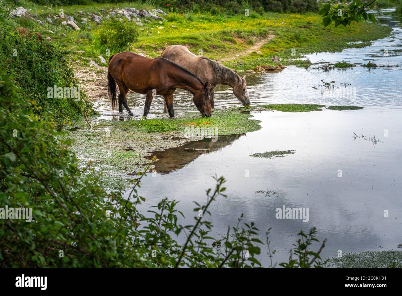 Les chevaux sauvages reproduisent l'eau potable de Pentra dans le ruisseau Zittola. Montenero Valcocchiara, région de Molise, Italie, Europe Banque D'Images