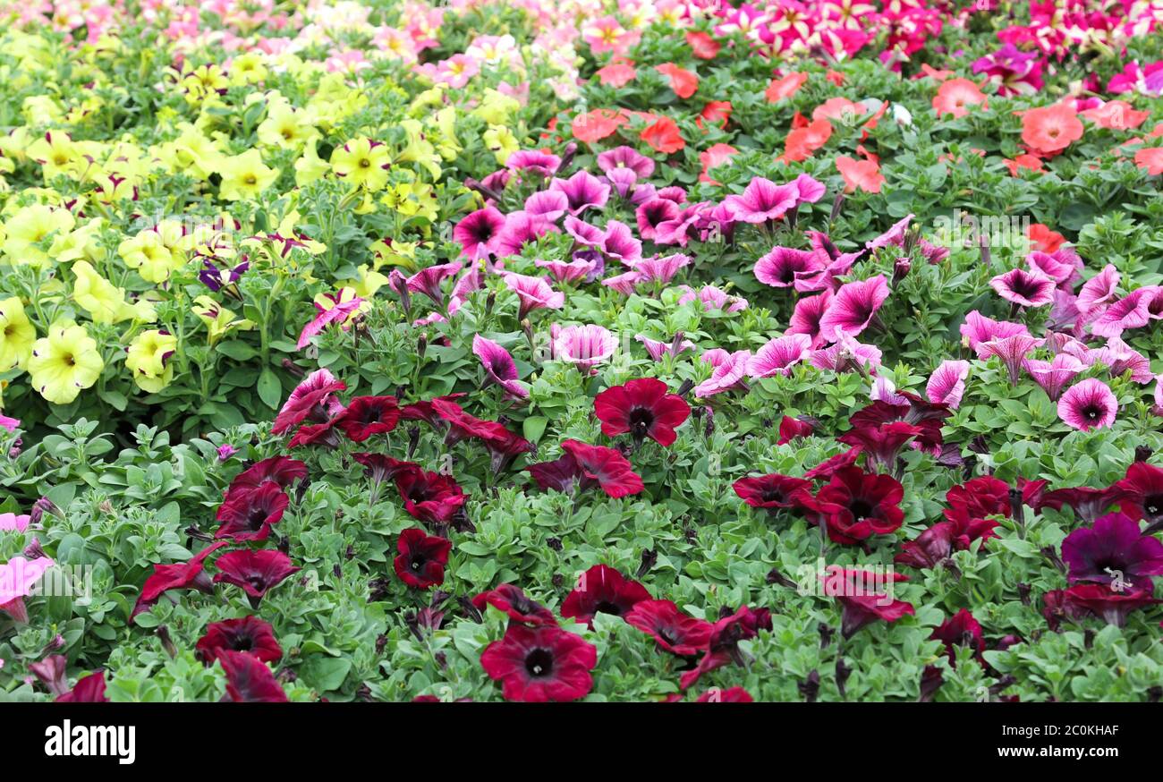 de nombreux pots de fleurs pétunias colorées à vendre dans la serre du fleuriste au printemps Banque D'Images