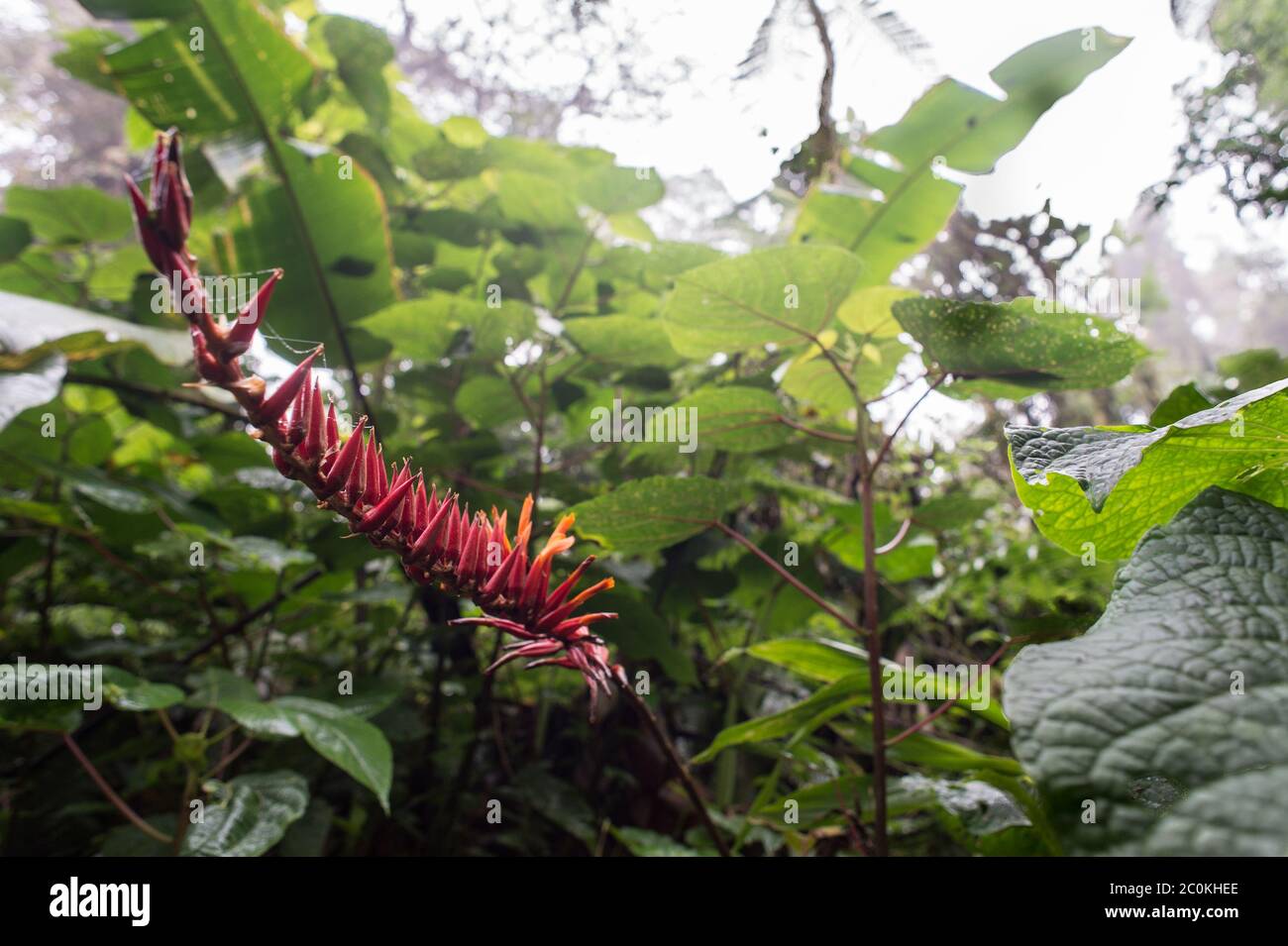 Fleurs de broméliade, Pitcairnia brittoniana, Bromeliaceae, Forêt de nuages de Santa Elena, Réserve, Costa Rica, Centroamerica Banque D'Images