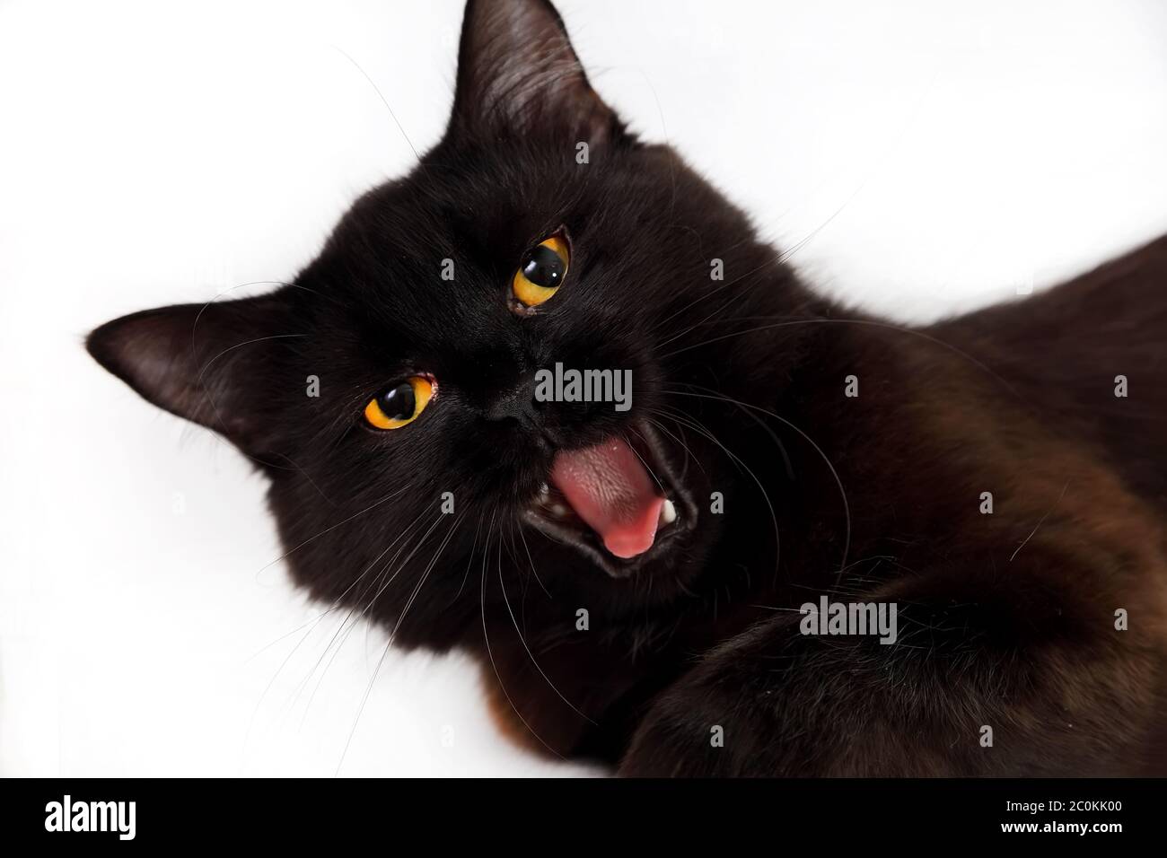 Gros Plan De Chat Noir En Colere A La Recherche De Proies Yeux Jaunes Photo Stock Alamy Gros Plan De Chat Noir En Colere A La Recherche De Proies Yeux Jaunes Photo Stock Alamy