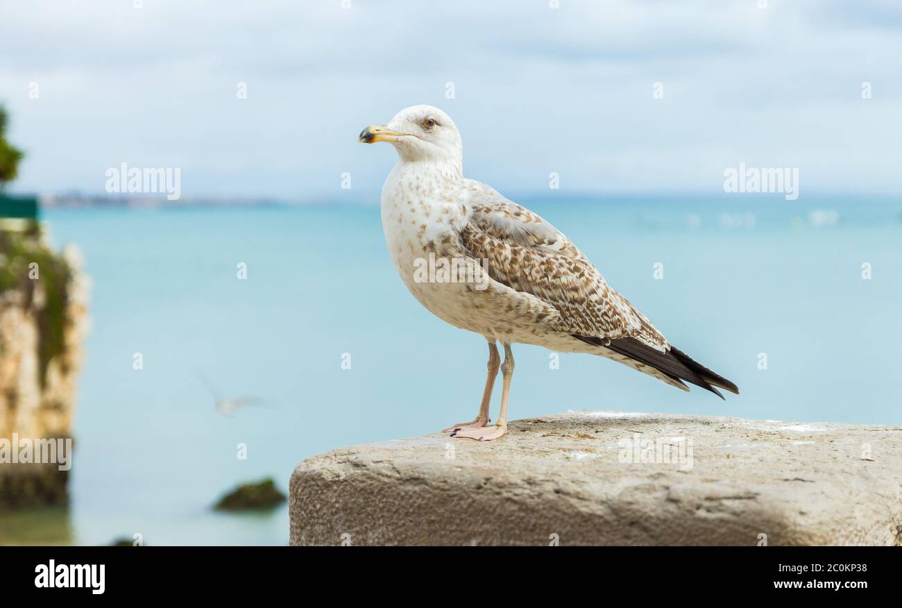 Bruitage Mouette Magnifique mouette debout sur un mur de pierre à Cascais, Portugal. Gros  plan de l'oiseau, profil gauche. Arrière-plan flou. Leur bruit peut être  ennuyeux Photo Stock - Alamy