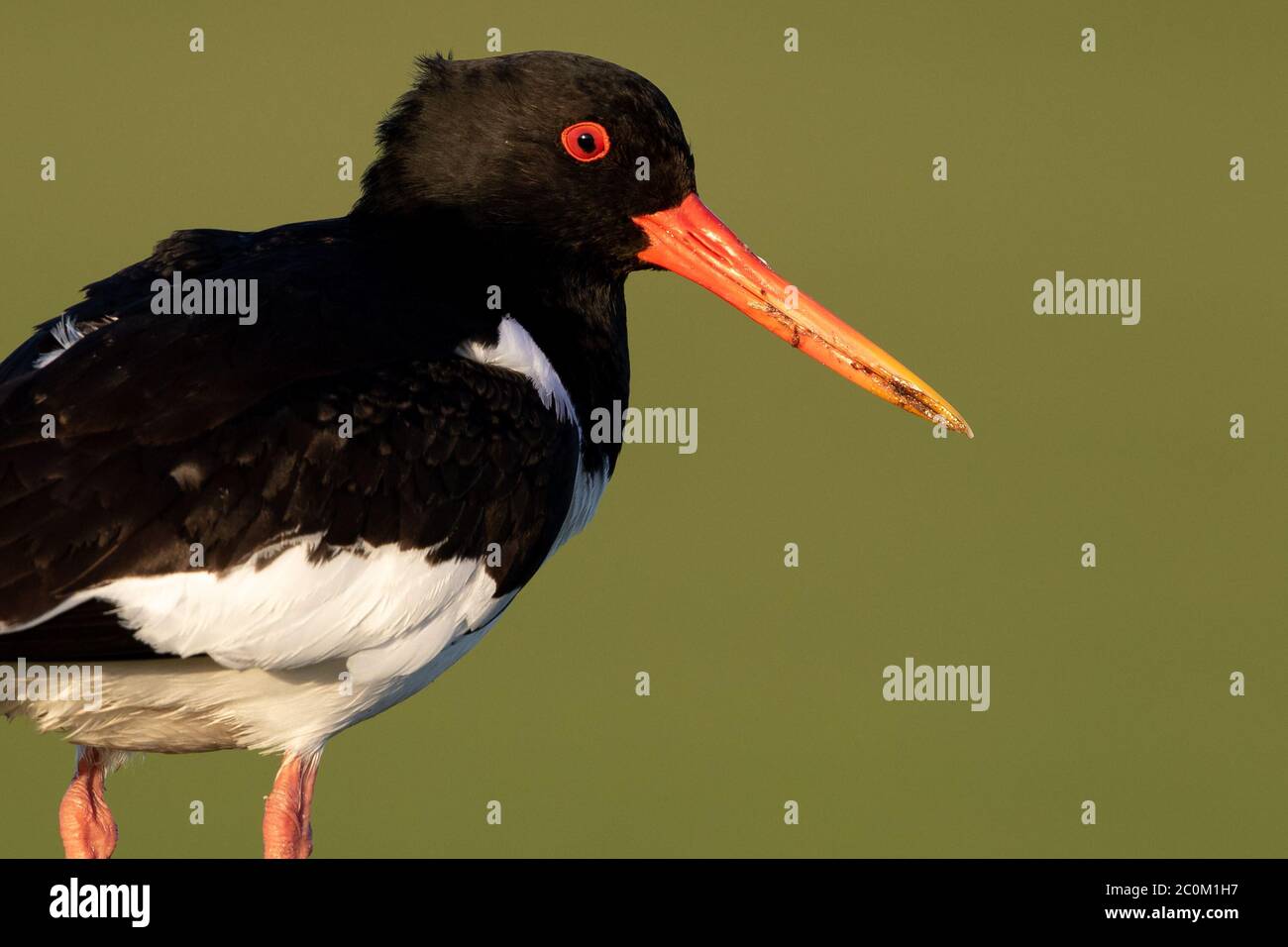 Un Oystercatcher (Haematopus ostralegus) s'affiche sur ses aires de reproduction à North Uist, dans l'ouest de l'Écosse. Banque D'Images