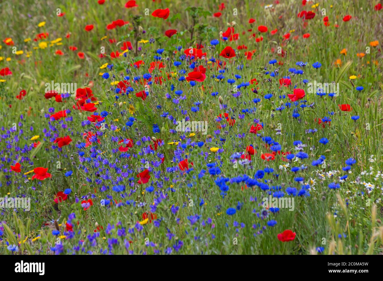 Bournemouth, Dorset, Royaume-Uni. 12 juin 2020. Une exposition époustouflante de fleurs sauvages colorées, dont des coquelicots rouges et des cornflowers bleus, à Alum Chine, Bournemouth, ajoute une touche de couleur à une journée de gris. Crédit : Carolyn Jenkins/Alay Live News Banque D'Images