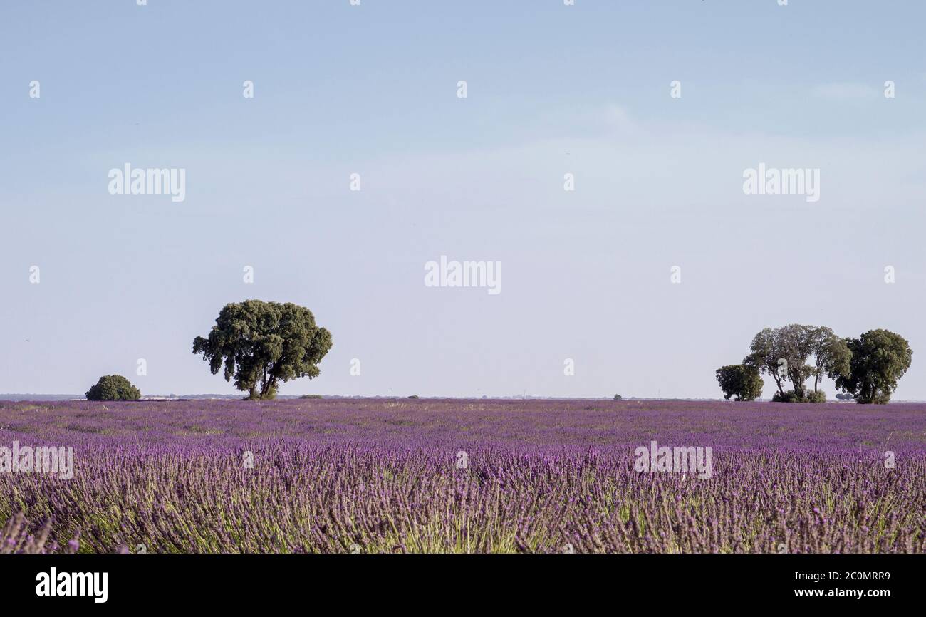 Paysage fleuri de champs de lavande à la Alcarria, Espagne Banque D'Images