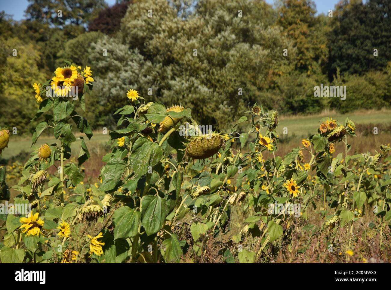Dans le champ de tournesols Banque D'Images