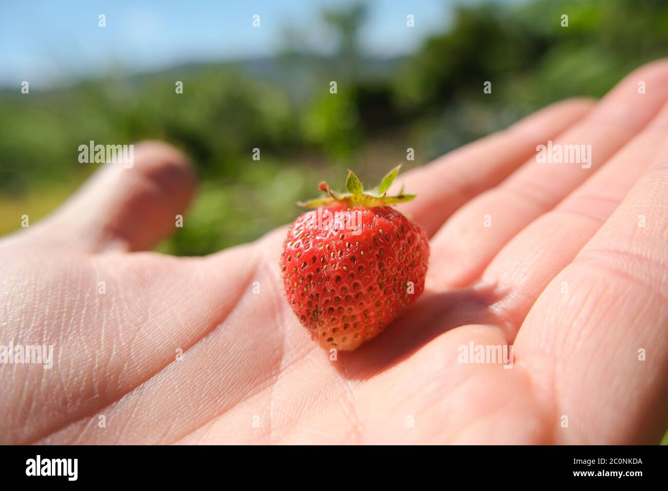 Véritable bio fraise sur la main de fermier, agricole savoureux de saison nourriture d'été Banque D'Images