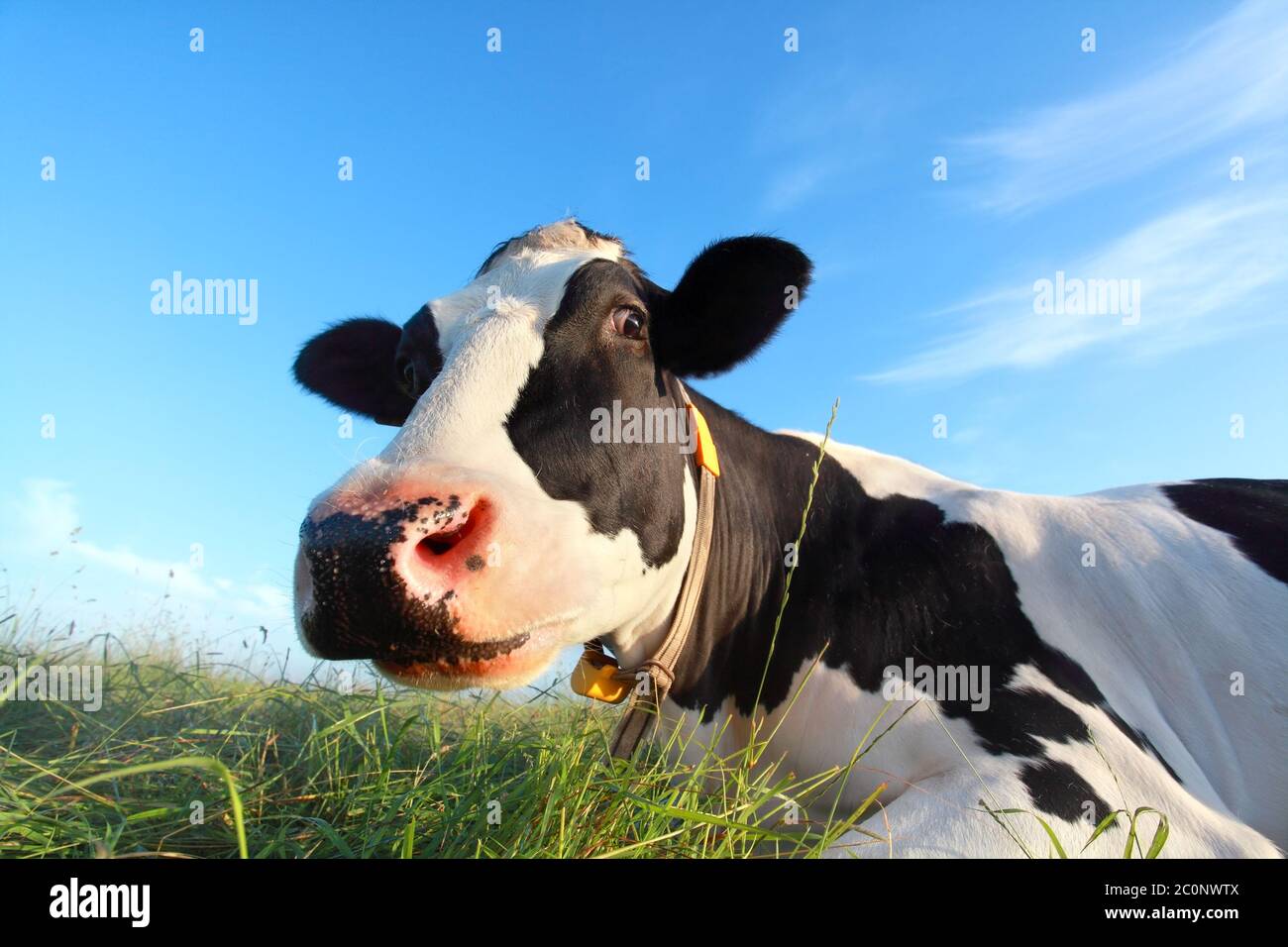 Drole De Vache Banque D Image Et Photos Alamy