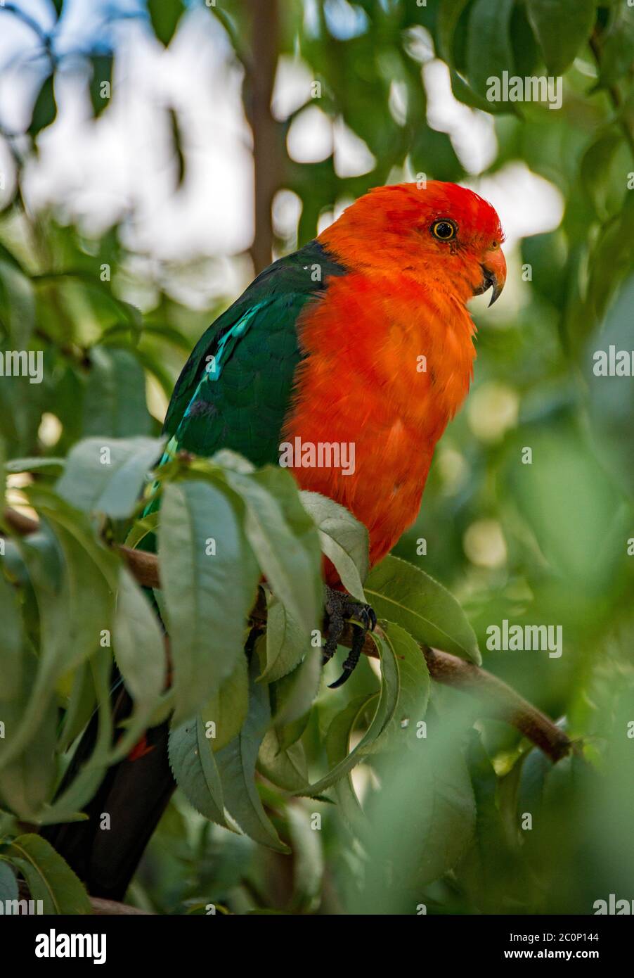 King Parrot Sofala, Nouvelle-Galles du Sud, Australie Banque D'Images