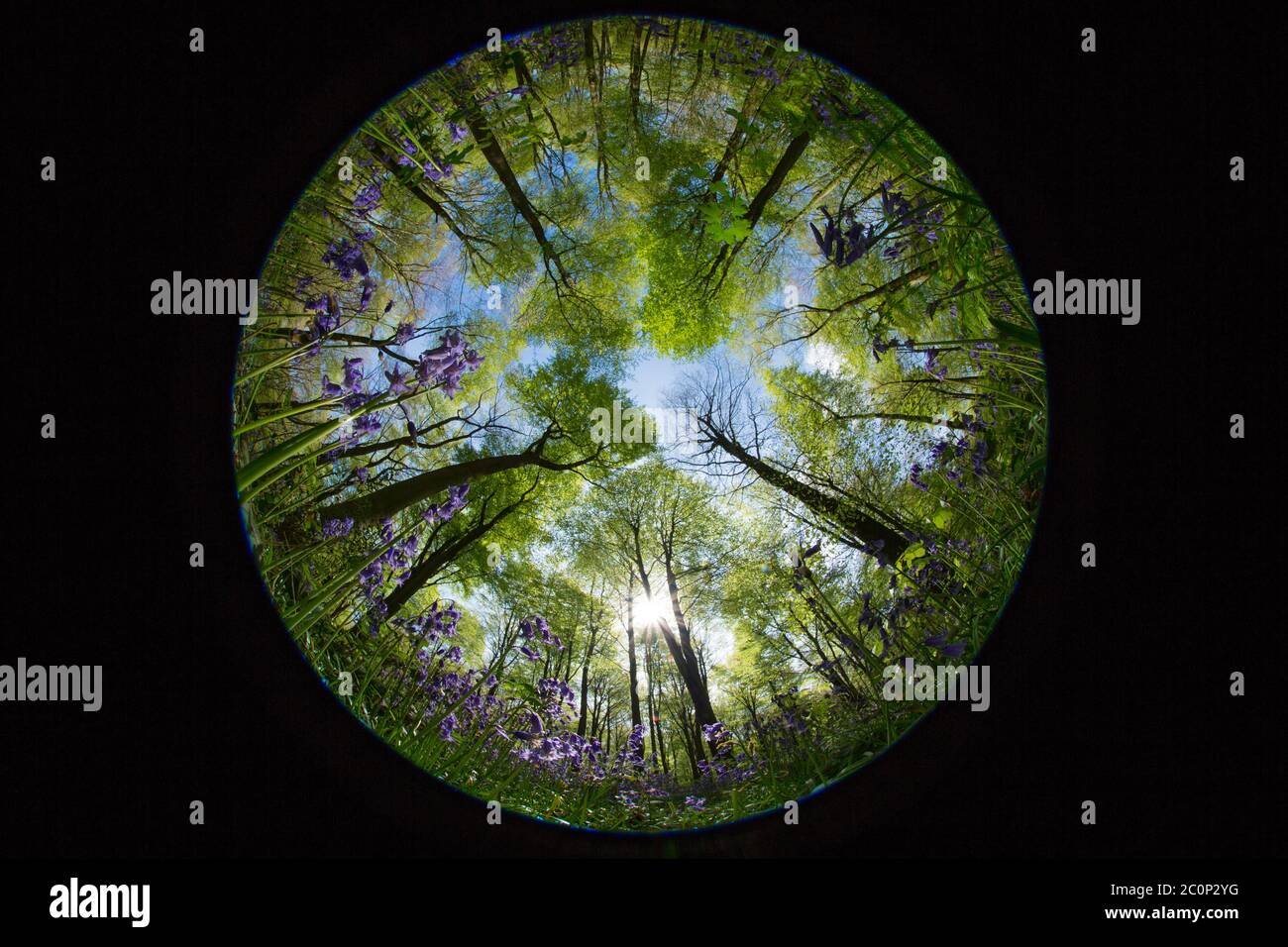 Vue depuis le sol boisé sur un tapis de cloches bleues et la couverture d'arbres à l'intérieur d'un bois du Hampshire, en Angleterre Banque D'Images