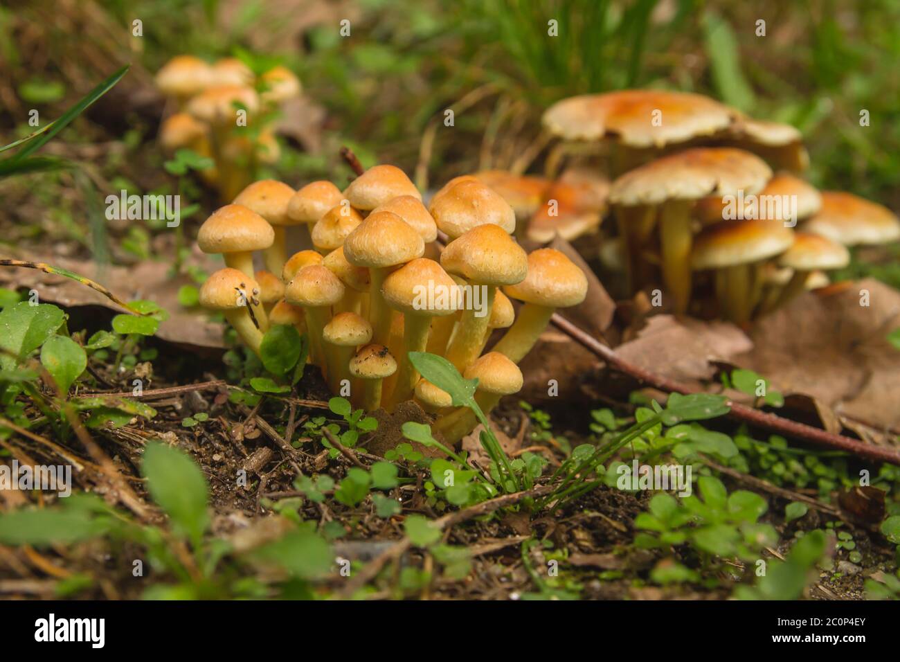 Champignons Hypholoma en croissance sauvage Banque D'Images