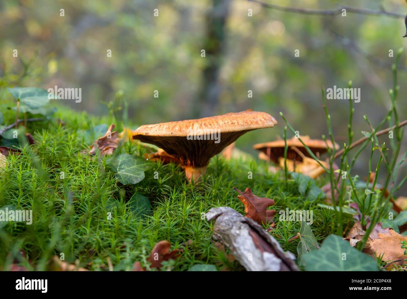 Lactarius deliciosus champignons comestibles poussant dans la mousse de forêt verte Banque D'Images