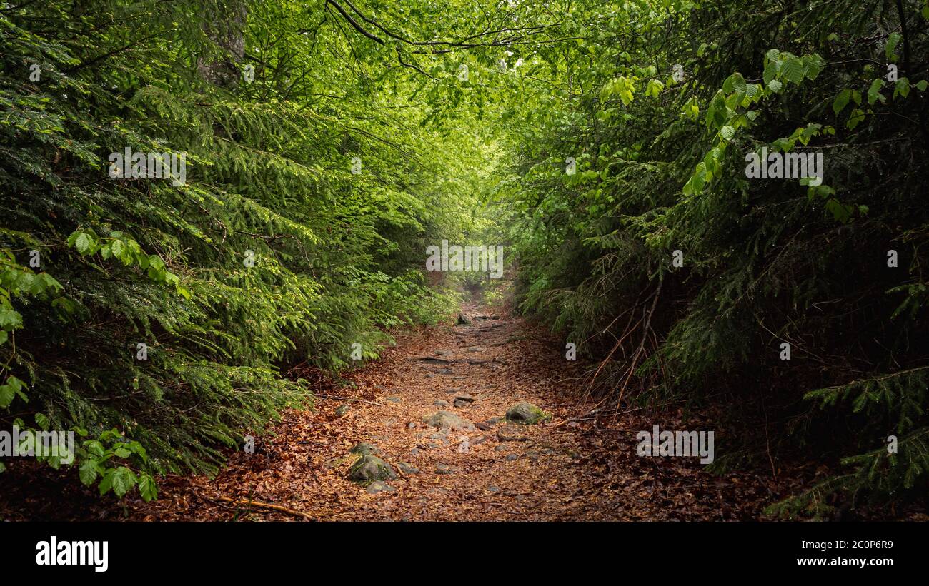 Bois de Moody dans la forêt bavaroise avec de hauts arbres, Großer Rachel, Allemagne Banque D'Images