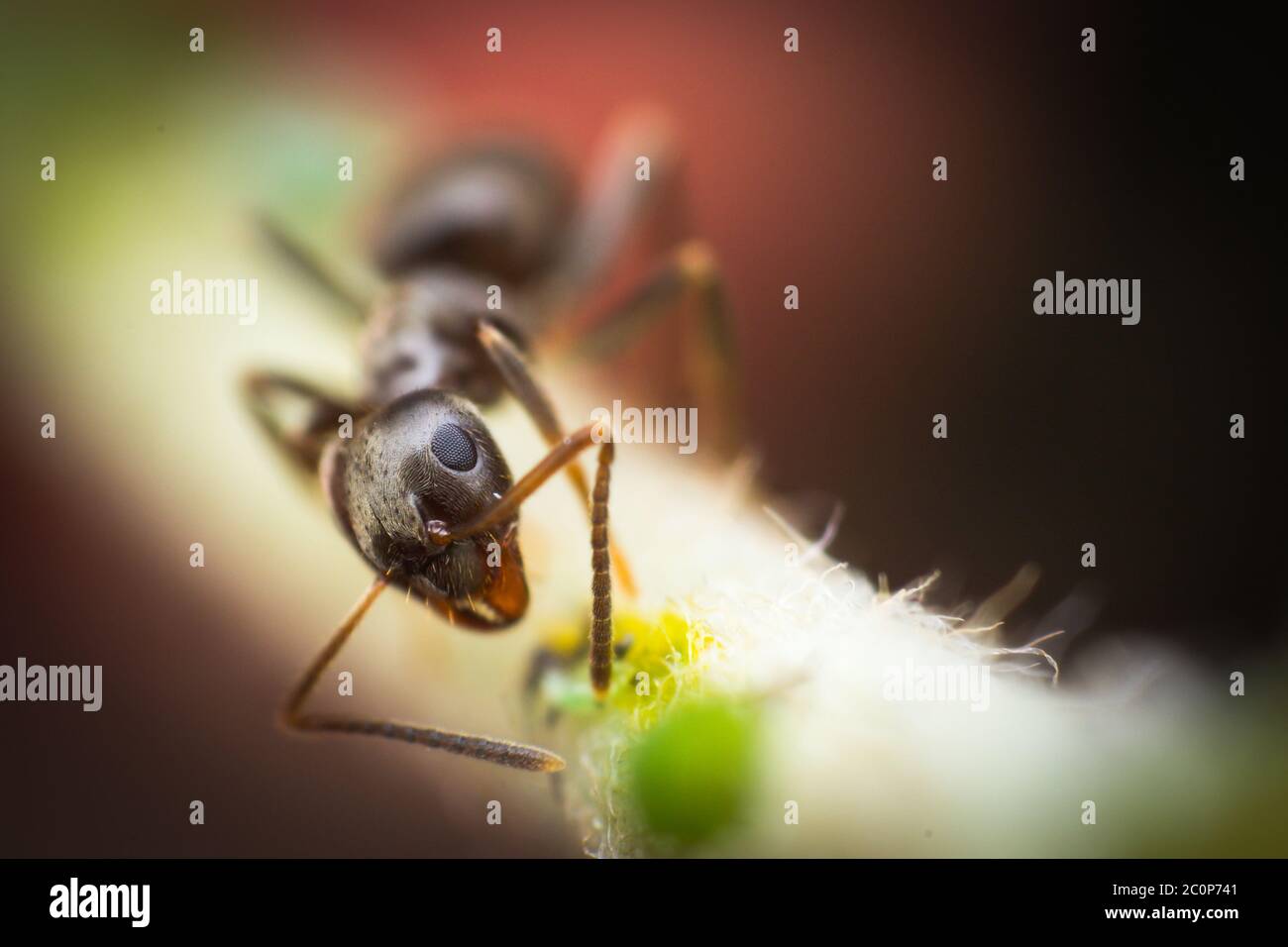 macro d'un arrière-plan ant et flou Banque D'Images