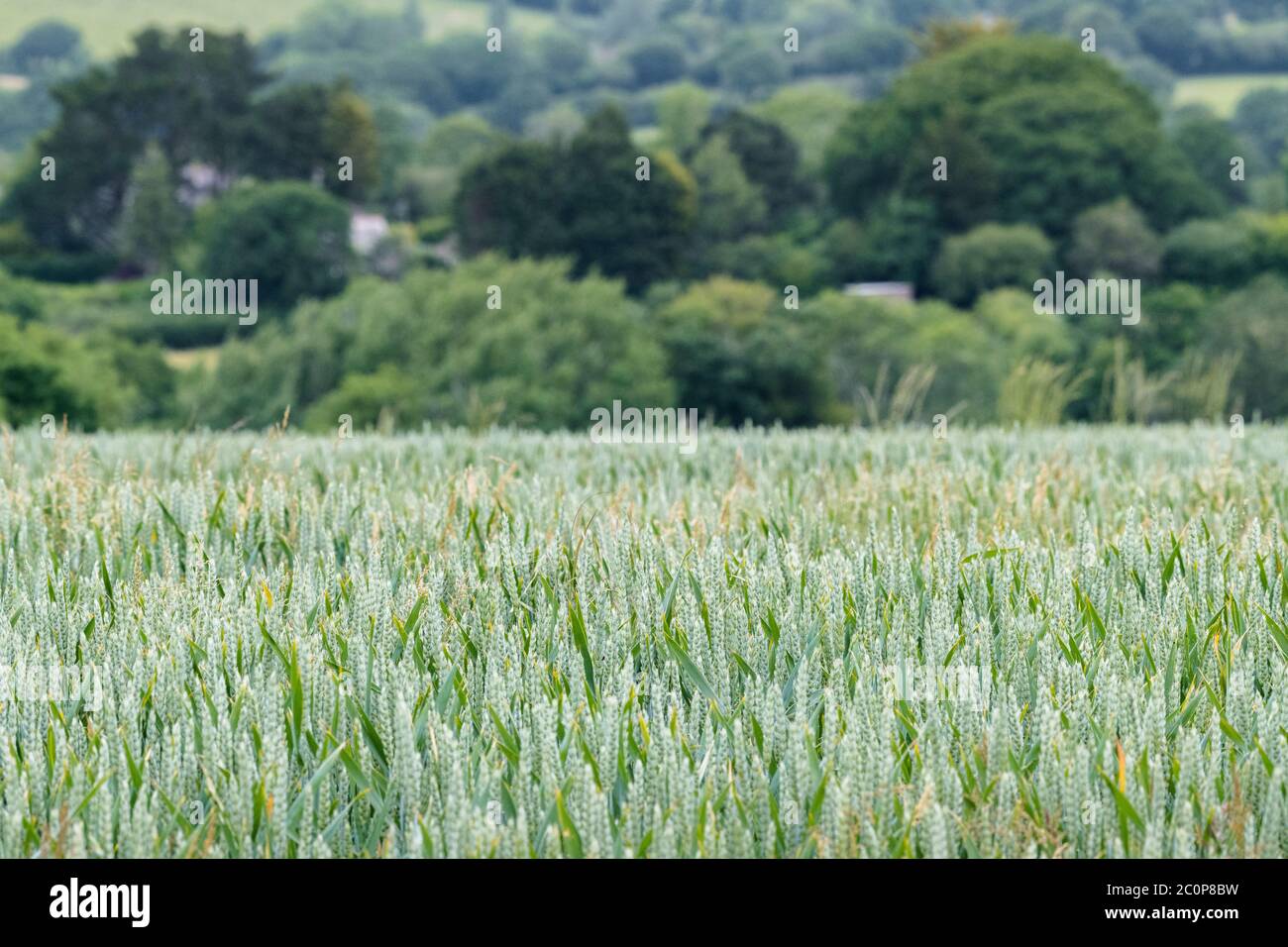 Récolte de blé vert mûrissant / Triticum dans les champs du Royaume-Uni et les bâtiments situés derrière. La sécurité alimentaire, l'agriculture et l'agriculture au Royaume-Uni, la culture alimentaire dans le domaine. DOF étroit Banque D'Images