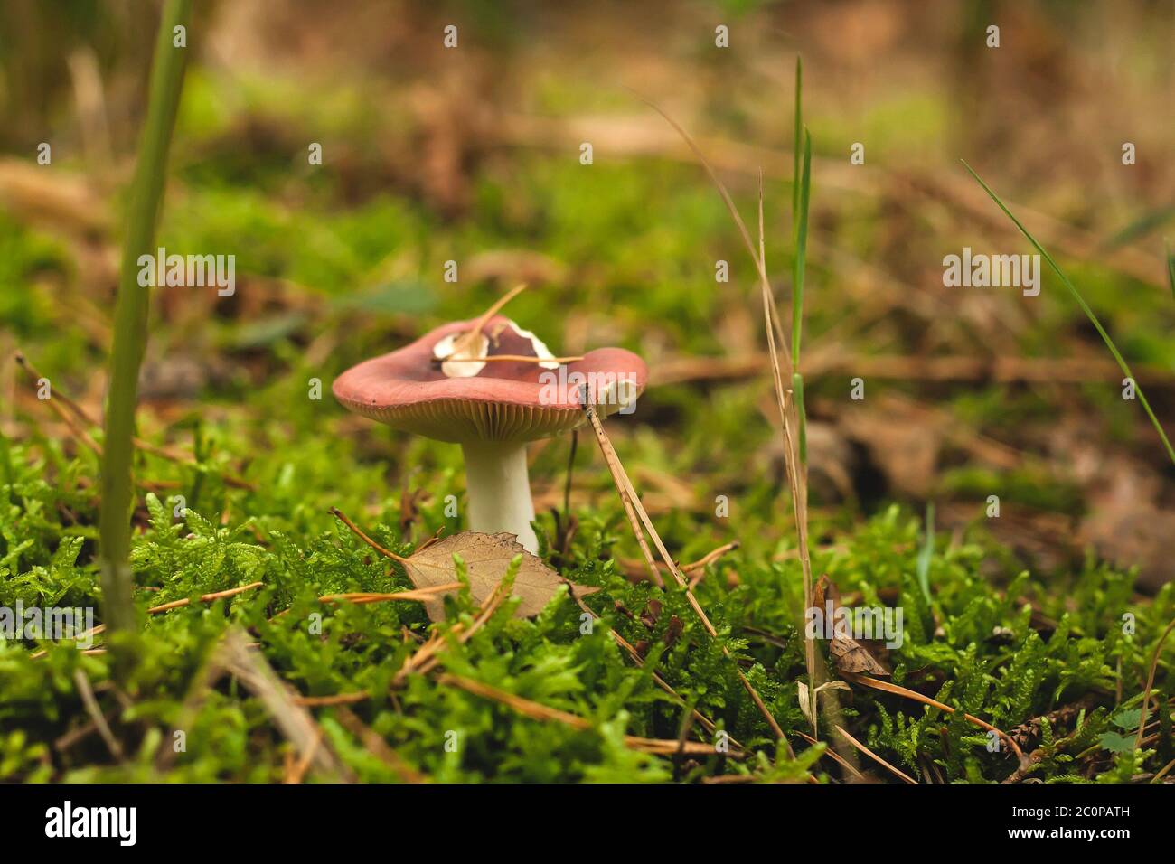 Russula emetica, communément appelé le faucirant Banque D'Images