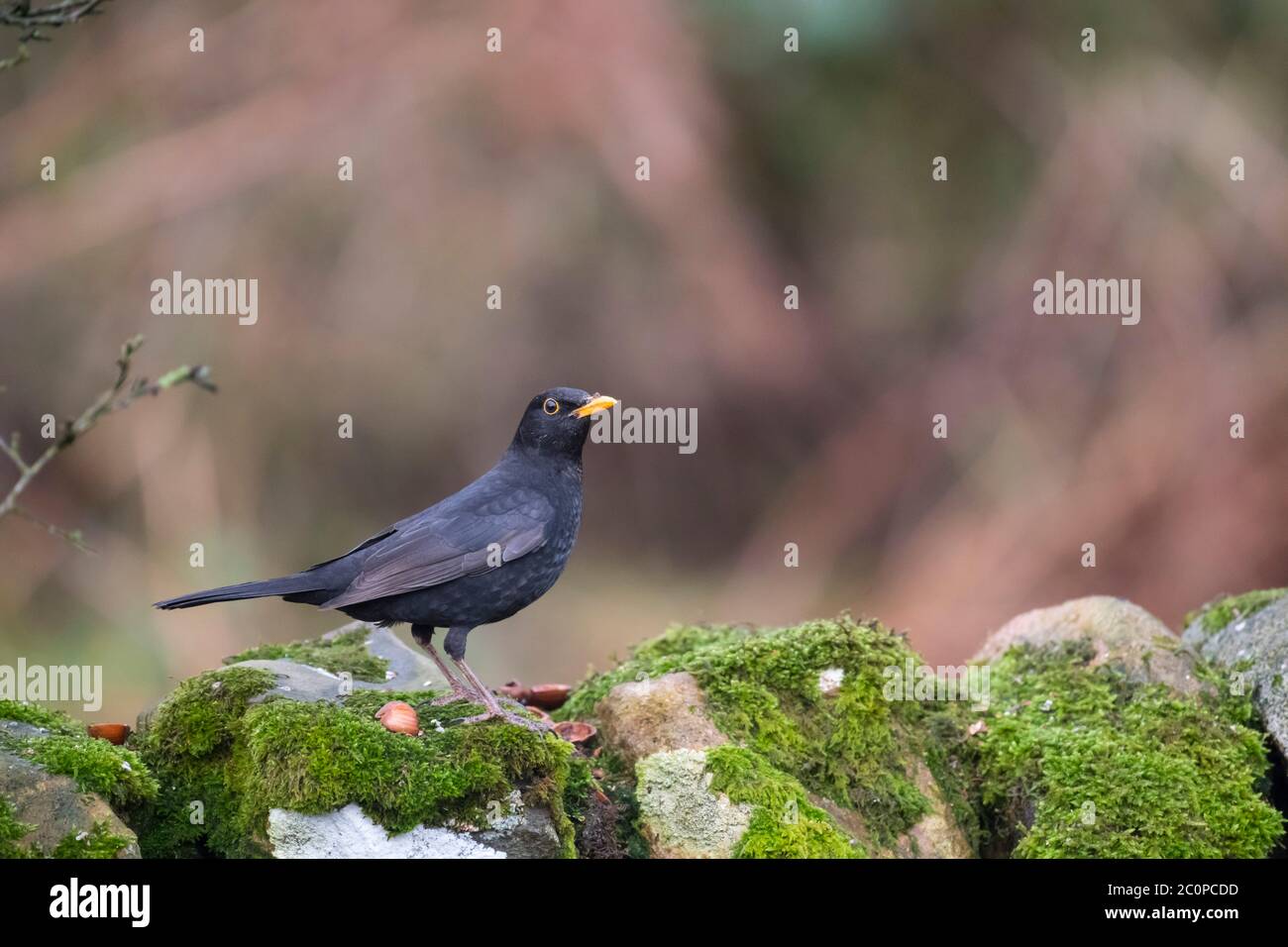 Mâle Blackbird, Turdus merula, Dumfries & Galloway, Écosse Banque D'Images